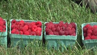 Different Varieties of Raspberries Part 1 [upl. by Nodanrb954]