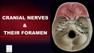 Cranial Nerves Foramen Mnemonics [upl. by Mattias]