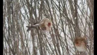 Snösiska Carduelis hornemanni vid Barkarby flygfält [upl. by Sivahc]