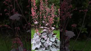 Coral Bells × Heuchera ‘Silver Gum Drop’ in Saxifragaceae [upl. by Idna982]