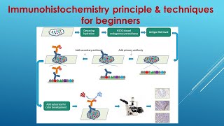 Immunohistochemistry Explained Principle and Techniques for beginners [upl. by Noiztneb]