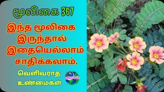 நிழல் வணங்கிதீண்டாநாழிநின்றால் சுருங்கிBiophytum SensitivumNindral Sinungiஅலசல்Alasal [upl. by Gerger]