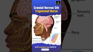 Trigeminal Nerve Cranial Nerve V trigeminalnerve nerve nervensystem testpaperlive shortvideo [upl. by Buchheim18]