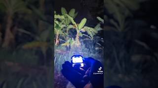 SENTER MINI NYARIIN KUNTI‼️senter sentermurah kuntilanak flashlight joelkriwiltv shorts [upl. by Enelym]