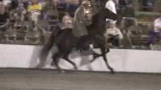 Cruelty Behind Tennessee Walking Horses [upl. by Hershel718]