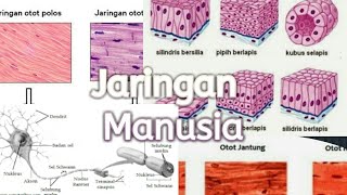 Jaringan Manusia  Sains [upl. by Zennas]