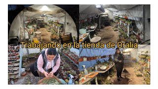 Trabajando en la tiendita de oralia y plantando plantas nuevas [upl. by Nioe926]