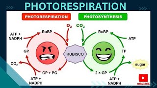 Photorespiration  Photosynthesis in higher plants [upl. by Perlie842]