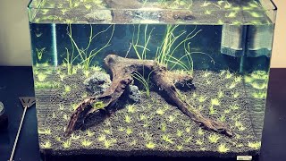 Aquascape nano aquarium 55 litres  Tutoriel étape par étape [upl. by Heringer]