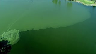 Harmful algal bloom reported in Ford Lake in Ypsilanti heres what to know [upl. by Shriner]