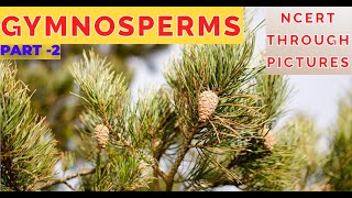 Plant kingdom 08GYMNOSPERMS  Class 11 CBSE NCERT NEETNCERT through pictures  Part 2 [upl. by Nimajaneb]