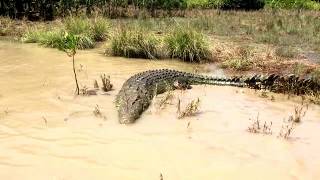 Saltwater crocodile  NT  Australia [upl. by Nylzzaj]