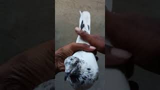 পায়রার সিক্রেট পয়েন্ট । pigeon goodqualitypigeonidentify pigeonbreeds viralpigeon trending [upl. by Rodmur770]