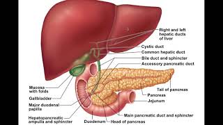 Chapter 23 Digestive System Part4 [upl. by Lida]