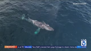 Crews work to free entangled humpback whale off Southern California coast [upl. by Albertson]