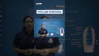 Phylum Porifera Class 11th  NEET Biology 2024  Porifera in one Minute  ALLENNEET shorts neet [upl. by Farra]