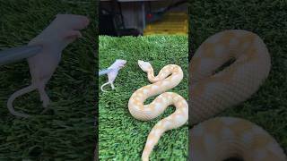 Nose Horned Viper Feeding viperaammodytes adder snakefeeding animals timelapse shorts fyp fy [upl. by Teodora]