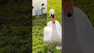 All About Mute Swans Beauty birds 🦢  wildbirds [upl. by Verner]