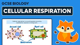 Cellular Respiration  GCSE Biology [upl. by Che]