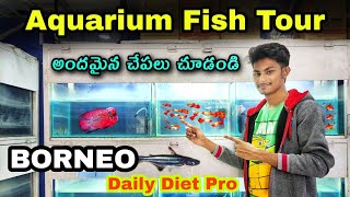 Aquarium Fish Tour  Borneo Daily Diet Pro Fish Food  Aquarium World Telugu [upl. by Garson]