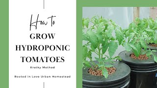 How To Grow Hydroponic Tomatoes  Kratky Method [upl. by Aihtenak]