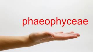 How to Pronounce phaeophyceae  American English [upl. by Alpers]