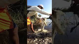 Pesca de Grandes tilapias con Red atarraya castnet [upl. by Giliane972]