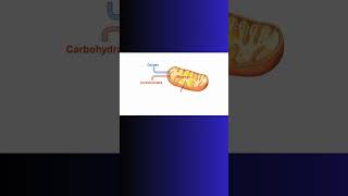 ATP ENERGY EXPLAINED atp bioenergetics biochemistry physiology mitochondria cell cells [upl. by Enived]