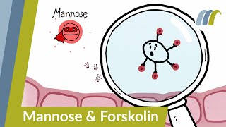 Chronische Blasenentzündung So wirken Mannose und Forskolin wenn Antibiotika nicht helfen [upl. by Arthur]