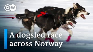 Europe’s toughest dogsled race  DW Documentary [upl. by Airetak250]