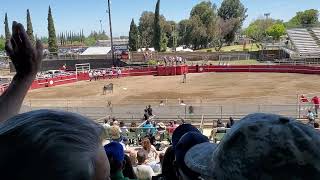 Bloodless bull fight tourada à corda in Turlock CA [upl. by Rafat]