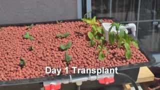 Aquaponics Systems  Aquaponics Made Easy With This Aquaponics Systems [upl. by Carney]