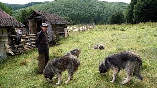 Badea Petrea stă singur pe munți cu oile și câinii carpatini  Înconjurat de animale sălbatice EP1 [upl. by Ladnek]