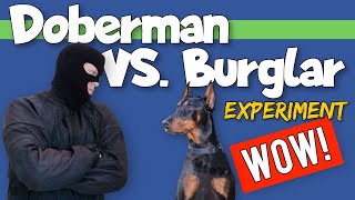 Doberman On Patrol Burglar Experiment [upl. by Ayadahs]