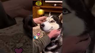 🐶TRY NOT TO LAUGH  108 😹 Funny Animal Mishaps  Pet Bloopers  Best Fails of The year [upl. by Tiphany]