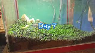 How to Grow Aquarium Plants from Seeds A StepbyStep Guide [upl. by Feirahs610]