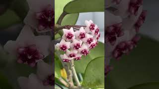 Hoya obovata variegata [upl. by Bittner]