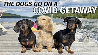 Ep5 The Dogs Go to the Cottage for a COVID GETAWAY [upl. by Akinahs]