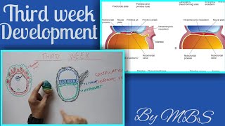 Third week of development part 1 of 2 gastrulation and chorionic villi [upl. by Stella214]