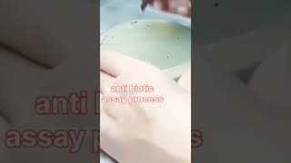 Antibiotics assay in microbiology labtrendingshorts pharmacutical bpharmacy practicalexperiment [upl. by Konstance988]