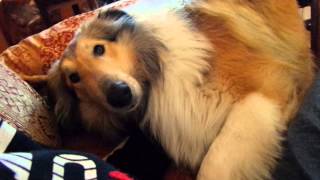 My Rough Collie [upl. by Kinghorn932]