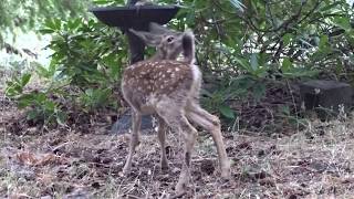 Fawn crying for mom in the rain [upl. by Clary]