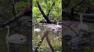 Two Trumpeter Swans at the Bronx Zoo [upl. by Rosamund]