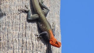 Unusual redheaded reptile spreading across South Florida [upl. by Alahsal]