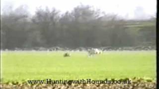 The Fen Fever Dogs 5th Feb Outing [upl. by Flavia]