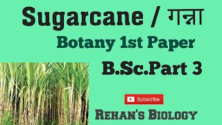 Sugarcane गन्ना Saccaharum officinarum Rehans Biology Botany BSciii [upl. by Chiarra362]