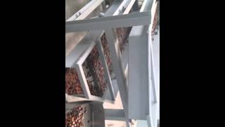 Small Scale Equipment Cocoa Bean Sorting Sorter Grading Machine [upl. by David]