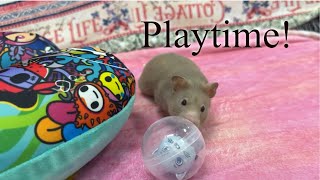 My hamster playing on the Sofa hamsters furbaby hamsterbabys pets [upl. by Patrick]