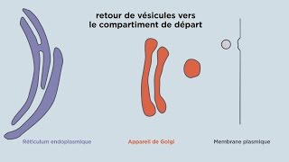 MOOC côté cours  Lappareil de Golgi le transport vésiculaire [upl. by Yeroc14]