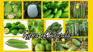 Types of Gourd  11 types of Gourds Gourd family with pictures  vegetables [upl. by Jolie]